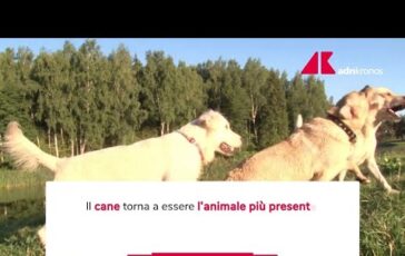 Un italiano su tre vive con un animale da compagnia 364x230