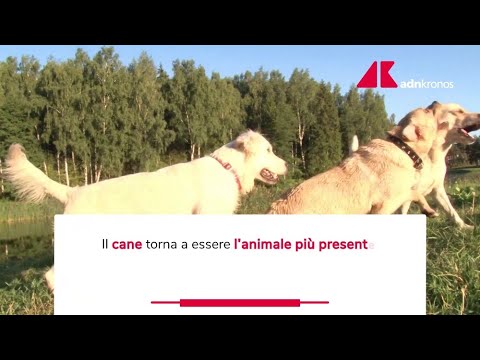 Un italiano su tre vive con un animale da compagnia