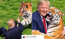 Uomo sbranato da una tigre Trump posta il video Non si scherza con la natura. Poi pubblica la parodia con IA 265x160