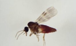 Virus Shamonda chi lo trasmette Limputato e il Culicoides identikit del moscerino pungente 265x160