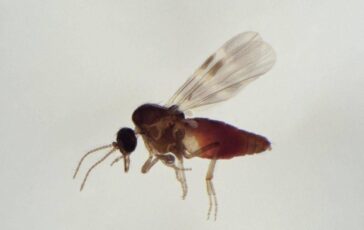 Virus Shamonda chi lo trasmette Limputato e il Culicoides identikit del moscerino pungente 364x230