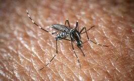 West Nile e Dengue aumentano i casi in Italia gli ultimi dati dellIss 265x160