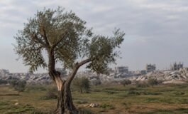 Anniversario cessate il fuoco a Gaza: violenze e olive minacciate