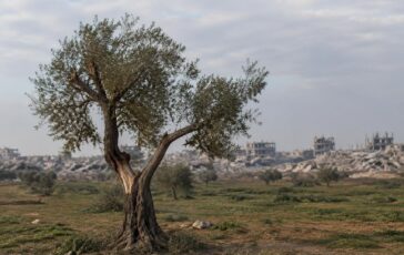 Anniversario cessate il fuoco a Gaza: violenze e olive minacciate
