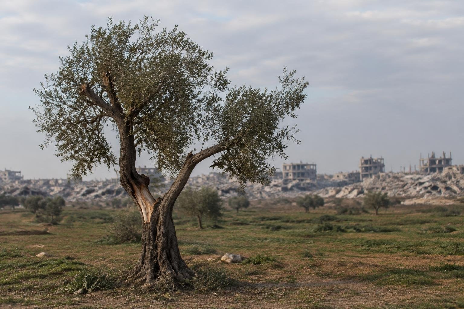 Anniversario cessate il fuoco a Gaza: violenze e olive minacciate