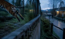 Fatalità allo zoo: la tigre uccide un visitatore al Yorkshire Wildlife Park