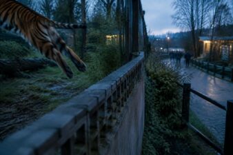 Fatalità allo zoo: la tigre uccide un visitatore al Yorkshire Wildlife Park