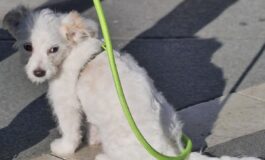 Cucciolo di cane bianco con guinzaglio verde su pavimentazione a scacchi