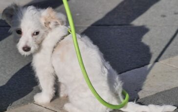 Cucciolo di cane bianco con guinzaglio verde su pavimentazione a scacchi