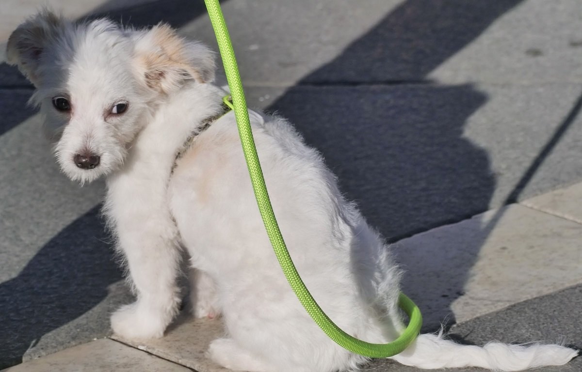 "Multe in arrivo", nuovo Codice della strada: cosa cambia per cani e gatti in auto