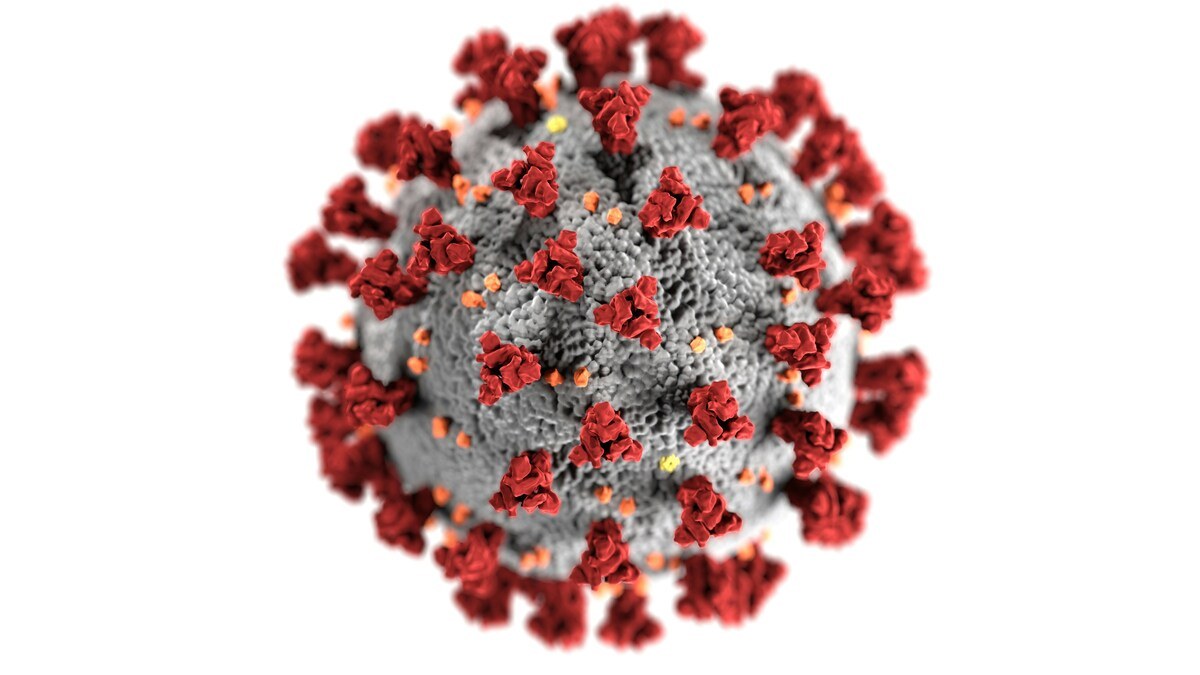 «Nuova fase indagine», cosa pensa Bassetti del nuovo virus Shamonda?