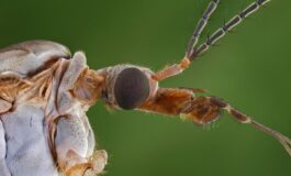 001-a-cosa-fare-attenzione-per-osservare-insetto-pericoloso-per-uomo