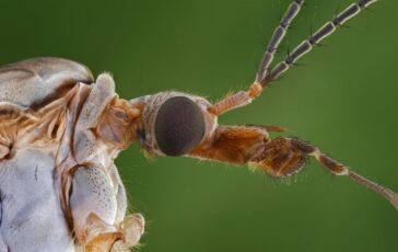 001-a-cosa-fare-attenzione-per-osservare-insetto-pericoloso-per-uomo