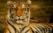 Scavalca il recinto della tigre e viene sbranato