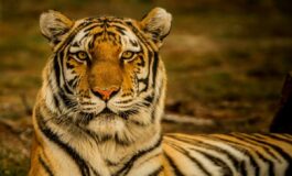 Scavalca il recinto della tigre e viene sbranato