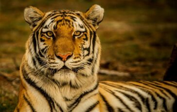 Tragedia allo zoo: scavalca il recinto della tigre e viene sbranato