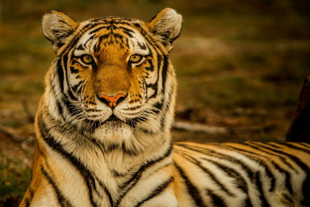 Tragedia allo zoo: scavalca il recinto della tigre e viene sbranato