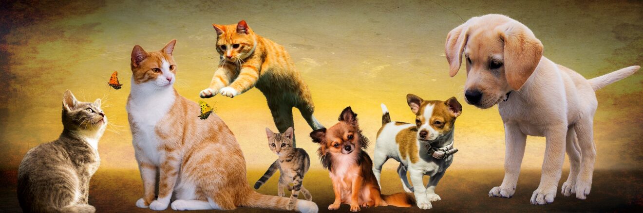 Come fare un repellente anti zecche