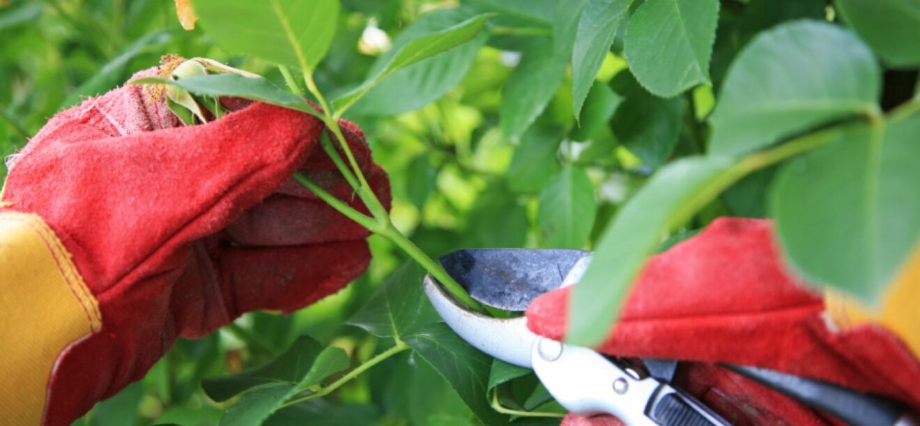 Top 5 libri giardinaggio più venduti Feltrinelli