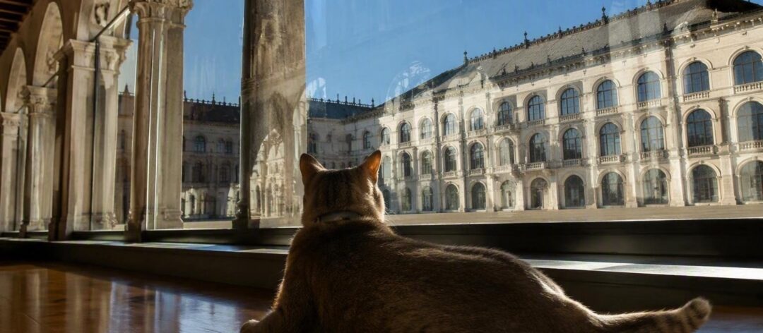 Microchip per gatti e nuove tutele: la proposta di legge per il Veneto pet-friendly