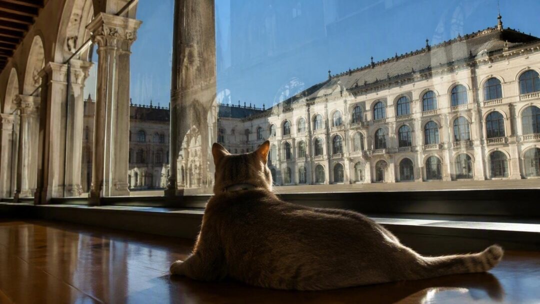 Microchip per gatti e nuove tutele: la proposta di legge per il Veneto pet-friendly