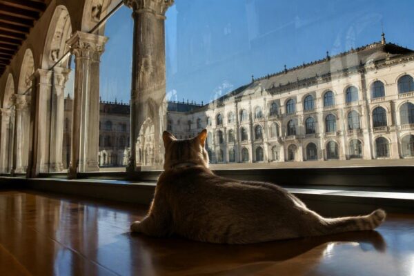 Microchip per gatti e nuove tutele: la proposta di legge per il Veneto pet-friendly