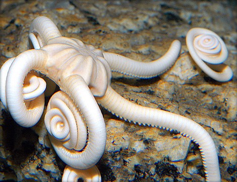 Sconti on line per 2 ingressi Acquario di Genova