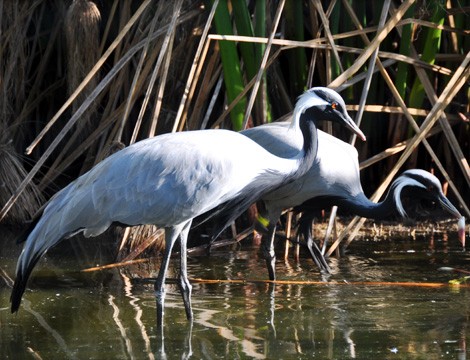 Coupon sconto per ingresso al Bioparco di Sicilia