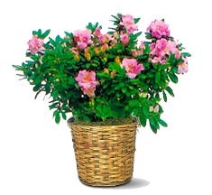 Azalea per la Festa della Mamma da Italianflora