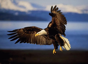 Sconti Roma per esperienza di falconeria e avvicinamento ai rapaci