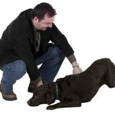 Come curare le pelle irritata del vostro cane