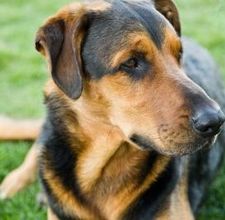 Come capire se la vostra cagnolina è gravida