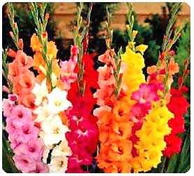 Promozione Bakker per Gladioli Grandiflora