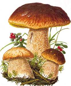 Sapori d’autunno da Natsabe