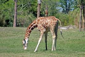 Codice coupon per una giornata al Safari Park