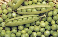 Quali verdure si posso piantare ad agosto?