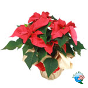 Stella di Natale da regalare con Italianflora