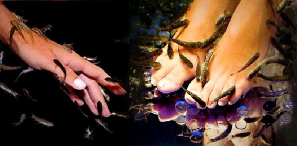 Codice coupon per Fish Manicure e Pedicure