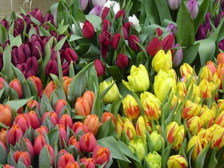 Bulbi da fiore in offerta da Bakker