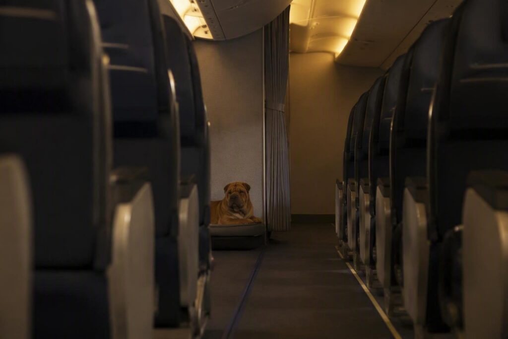 Il primo volo Ita Airways con un cane di grossa taglia: la storia di Geppino