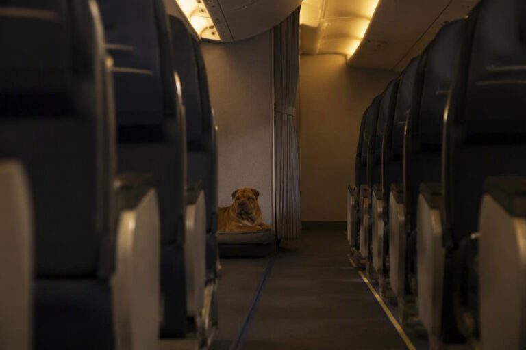 Il primo volo Ita Airways con un cane di grossa taglia: la storia di Geppino