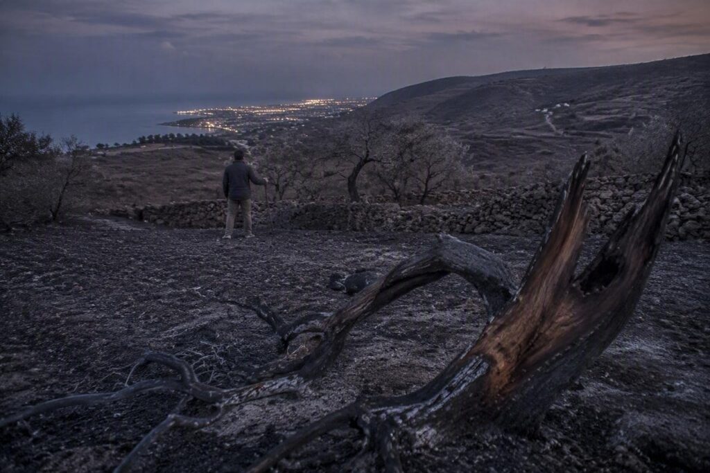 Incendi in Sicilia: Primavera interviene per estendere i ristori a tutti gli agricoltori danneggiati