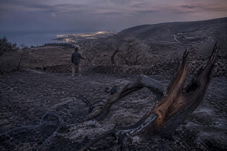 Incendi in Sicilia: Primavera interviene per estendere i ristori a tutti gli agricoltori danneggiati