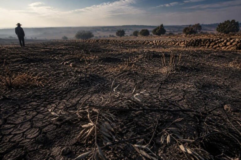Sicilia, incendi e agricoltura: la battaglia per i ristori estesi a tutta la stagione