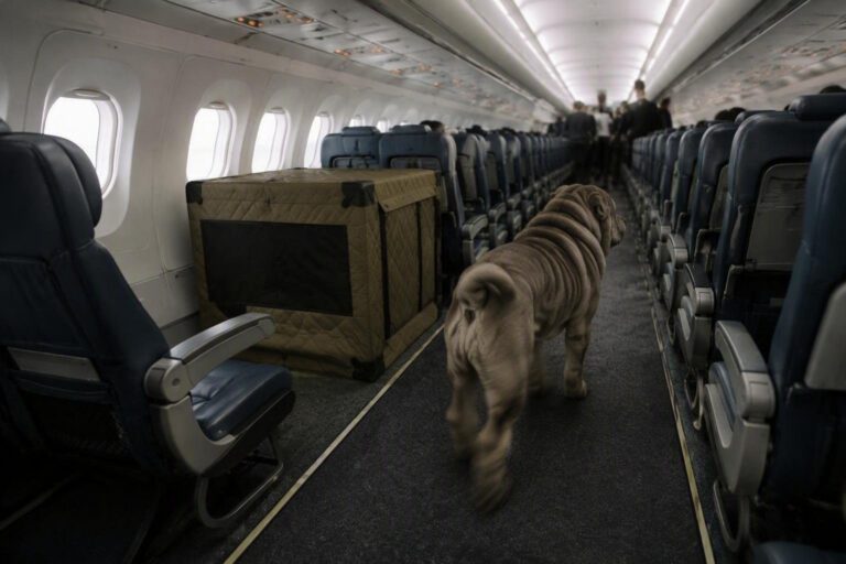 Viaggiare in aereo con cani grandi: la nuova frontiera di Ita Airways