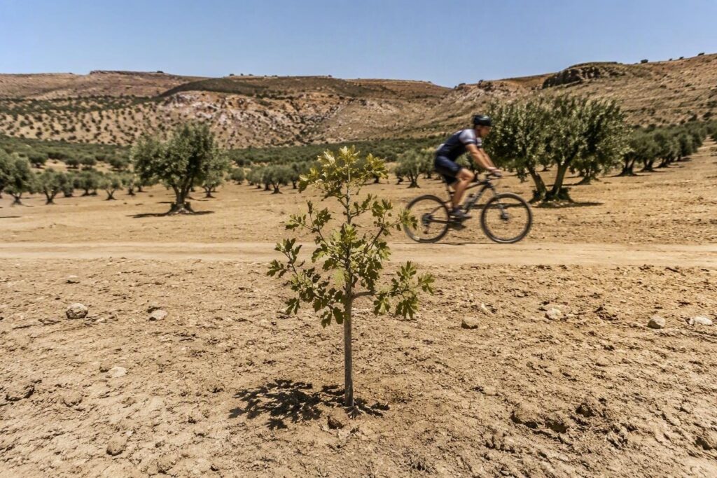 Desertificazione in Sicilia: cosa dicono gli scienziati