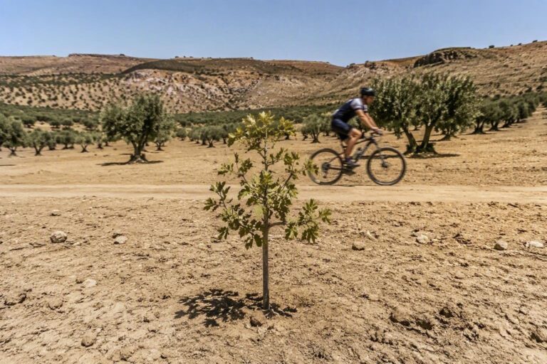 Desertificazione in Sicilia: cosa dicono gli scienziati