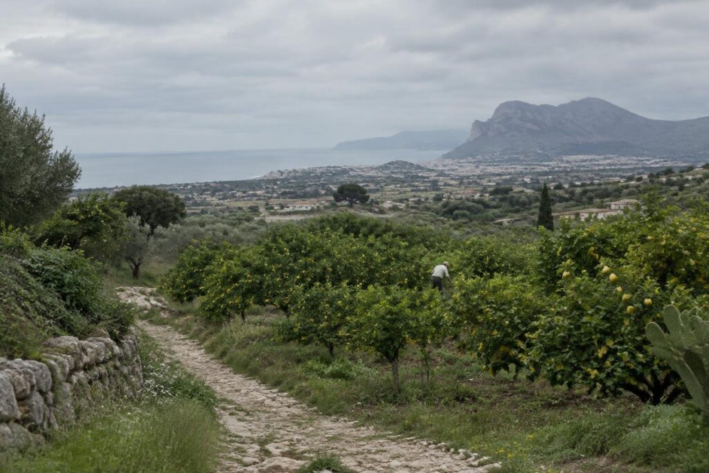 Il rilancio del limone della Piana di Bagheria come valore locale