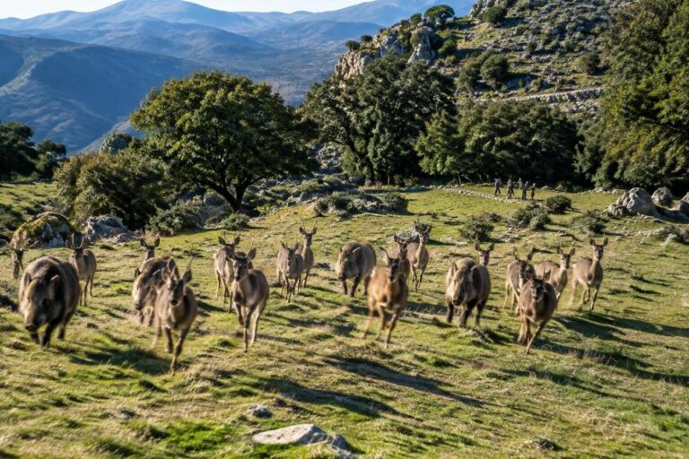 Parco delle Madonie: emergenza fauna, richiesto stato di emergenza