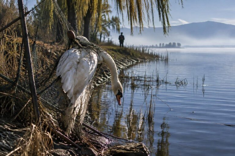 Tragedia sul Trasimeno: cigno trovato morto tra reti abusive